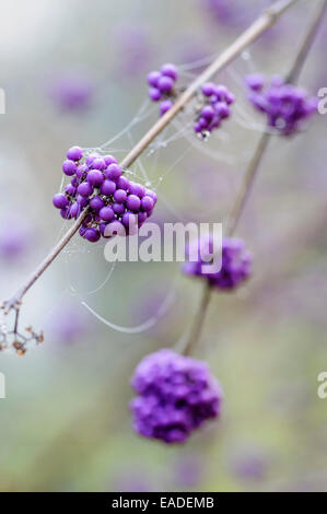 Beauty berry, Callicarpa bodinieri var. garaldii 'Profusion', Violet sujet. Banque D'Images