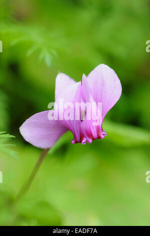 Cyclamen coum Cyclamen, Rose, objet, fond vert. Banque D'Images