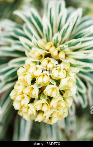 L'euphorbe ésule, de l'euphorbe Méditerranéenne, Euphorbia characias 'Tasmanian Tiger', l'objet jaune, fond vert. Banque D'Images