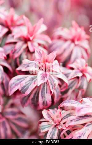 L'euphorbe ésule, de l'euphorbe, Euphorbia amygdaloides bois dépoli 'flame', Rose l'objet. Banque D'Images