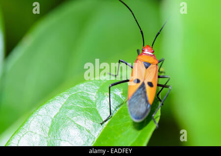 Coton Rouge Bug (Dysdercus cingulatus) Gros plan sur une feuille verte Banque D'Images