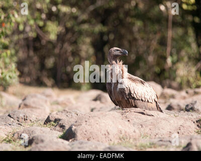 Un Ruppell's ou de Ruppell vautour fauve ( Gyps rueppelli ) sondages la scène lorsqu'elle repose sur un affleurement rocheux Banque D'Images