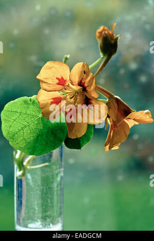 Capucine, Tropaeolum majus, sous réserve d'Orange. Banque D'Images