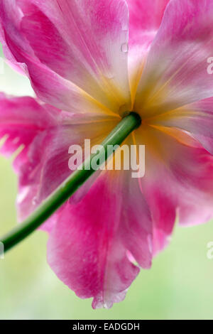 Tulip, Parrot tulip, Tulipa, Rose l'objet. Banque D'Images