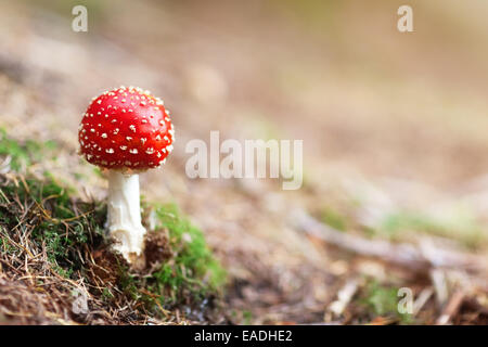 Agaric Fly le rouge et le blanc de champignons vénéneux dans la forêt Banque D'Images