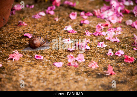 Entre les pétales d'escargots Banque D'Images