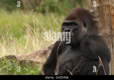 Gorilla assis dans l'herbe Banque D'Images