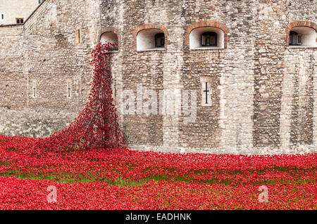 Les coquelicots à la Tour de Londres Banque D'Images