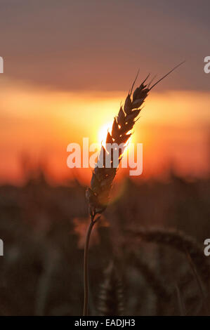 Épi de blé contre coucher de soleil Banque D'Images