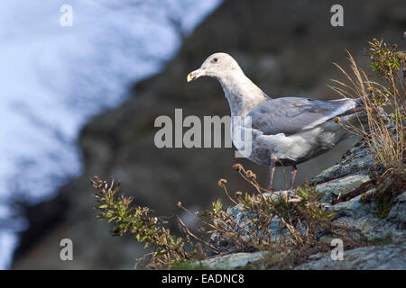 Goéland à ailes grises est assis sur la pente de la rive de la baie Avachinskaya Banque D'Images