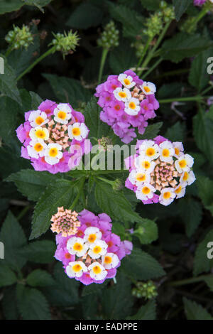 Lantana camara fleurs sauvages à Kefalonia, Grèce Banque D'Images