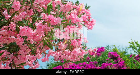 Lauriers-roses rose avec fleurs violettes sur l'arrière-plan Banque D'Images