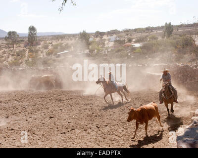 Les éleveurs de vaches à cheval lasso ranch du désert au Mexique Banque D'Images
