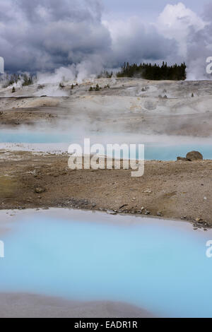 La Silice colloïdale piscine dans la région du bassin de porcelaine de Norris Geyser Basin dans le Parc National de Yellowstone. Banque D'Images