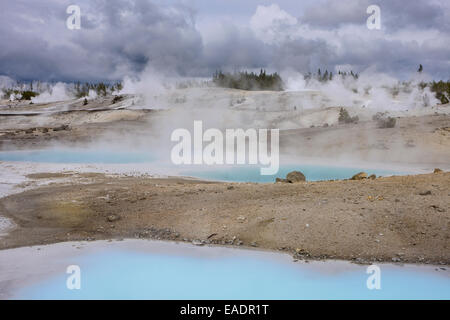 La Silice colloïdale piscine dans la région du bassin de porcelaine de Norris Geyser Basin dans le Parc National de Yellowstone. Banque D'Images