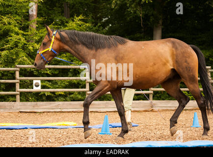 Longe de cheval. Travail des chevaux et de la Banque D'Images