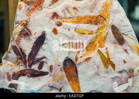 Feuilles fossiles de fougères Glossopteris semences sp. avec des couleurs vives. À l'âge permien Trias. Banque D'Images