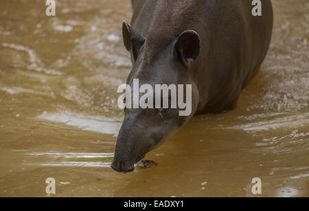 Lowland tapir Tapirus terrestris également connu sous le nom de l'Amérique du Sud, le tapir, le tapir du Brésil Banque D'Images