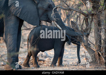 Une maman éléphant et son bébé nourrir de l'écorce des arbres dans le parc national de Hwange Banque D'Images