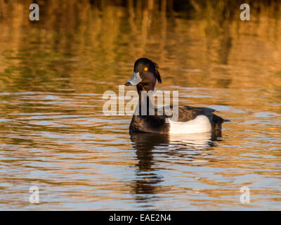 Un Fuligule morillon (Aythya fuligula] pose pour la caméra sur l'étang de prendre le soleil en fin d'après-midi. Banque D'Images