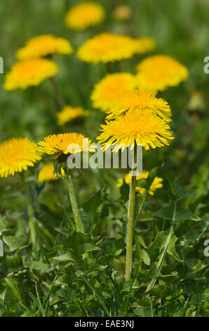 Le pissenlit officinal (Taraxacum officinale), Burgenland, Autriche Banque D'Images