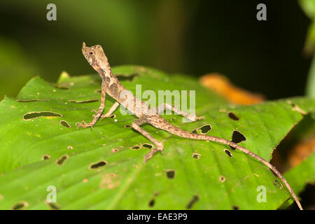 Agama Earless ornés d'arbustes ornementaux, Lizard (Aphaniotis ornata) reposant sur feuille, Kinabatangan, Sabah, Malaisie, Bornéo Banque D'Images