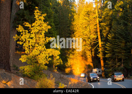 Lumière rougeoyante au coucher du soleil sur les voitures qui serpente dans une forêt dans le Yosemite National Park, California, USA. Banque D'Images