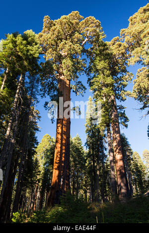 Séquoia géant, ou Sequoia, Sequoiadendron giganteum, et un RV à Sequoia National Park, Californie, USA. Banque D'Images