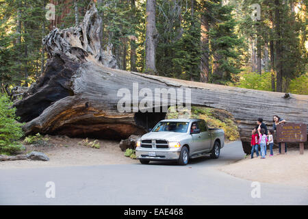 Le Tunnel d'un journal géant tombé Redwood, Sequoia Sequoiadendron giganteum, ou, à Sequoia National Park, Californie, USA. Banque D'Images