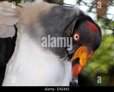 Gros plan de la tête de l'américain très coloré de vautour pape (Sarcoramphus papa), spécimen en captivité dans une cage dans un zoo Banque D'Images