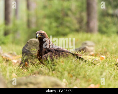 [Golden Eagle Aquila chrysaetos] posant majestueusement sur le sol au milieu des rochers en décor boisé. Banque D'Images