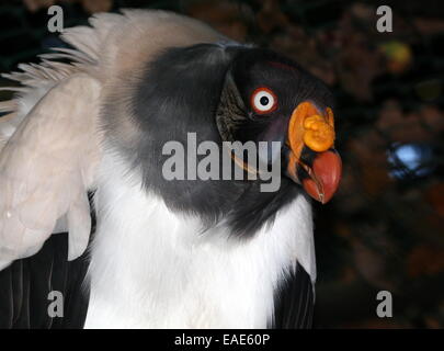 Gros plan de la tête de l'américain très coloré de vautour pape (Sarcoramphus papa), spécimen en captivité dans un zoo Banque D'Images