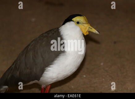 Australasian Masked sociable (Vanellus miles) Banque D'Images