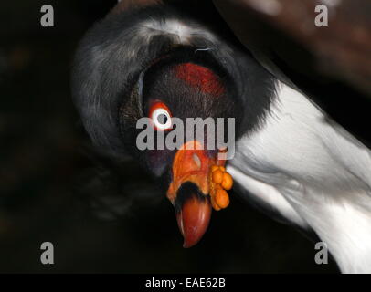 Gros plan de la tête de l'américain très coloré de vautour pape (Sarcoramphus papa), face à huis clos Banque D'Images