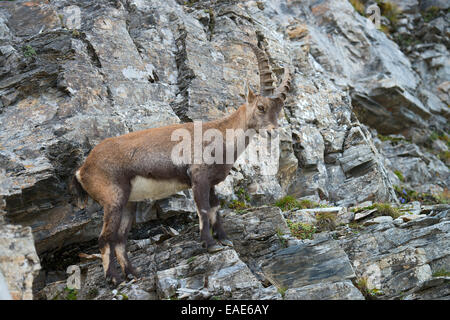 Steinbock ou Bouquetin des Alpes (Capra ibex), homme, vallée Gschnitztal, Tyrol, Autriche Banque D'Images