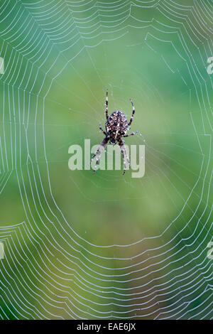 Jardin Araignée européenne ou Orbweaver (Araneus diadematus), Tyrol, Autriche Banque D'Images