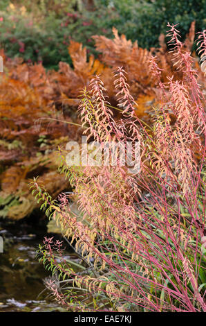 L'euphorbe des marais (euphorbia palustris 'herbstfeuer') Banque D'Images