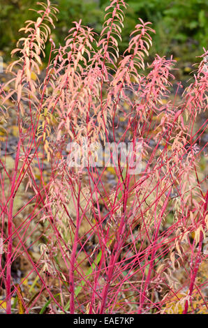 L'euphorbe des marais (euphorbia palustris 'herbstfeuer') Banque D'Images