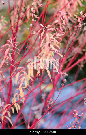 L'euphorbe des marais (euphorbia palustris 'herbstfeuer') Banque D'Images