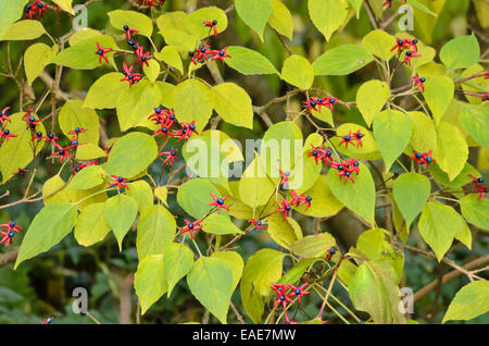 Gloire arlequin bower (Clerodendrum trichotomum var. fargesii syn. Clerodendron trichotomum var. fargesii) Banque D'Images