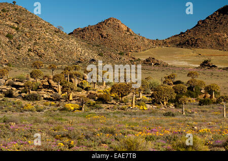 Forêt d'arbres carquois ou Kocurbooms (Aloe dichotoma) dans le jardin, Goegap Nature Reserve, springbok, Le Namaqualand Banque D'Images