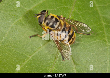 Dead Head Fly (Myathropa florea), femme, Bade-Wurtemberg, Allemagne Banque D'Images