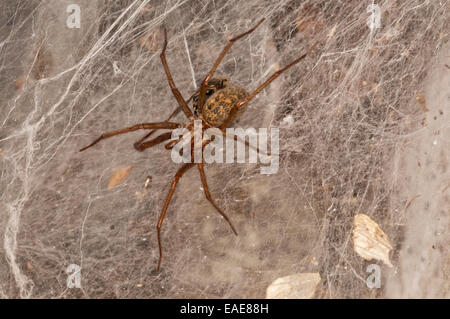 Araignée ou araignée Dustbunny poussière (Tegenaria atrica) dans le dos, Bade-Wurtemberg, Allemagne Banque D'Images