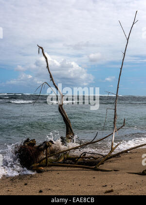 Caribbean Beach Seascape,illustrant les grandes branches étendues avec bois flotté rejetés sur plage avec des vagues et sur la mer Banque D'Images