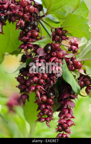 Chèvrefeuille de l'himalaya (Leycesteria formosa) Banque D'Images