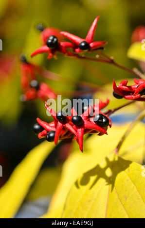 Gloire arlequin bower (Clerodendrum trichotomum var. trichotomum syn. Clerodendron trichotomum var. trichotomum) Banque D'Images