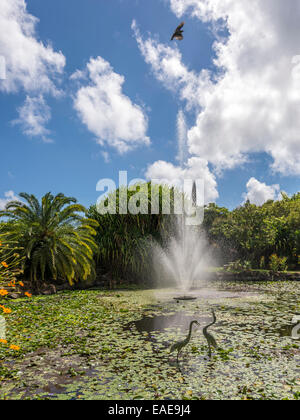 Belle scène paysage jardin botanique, lac avec dispositif de l'eau, fontaine et d'oiseaux en vol avec fond de ciel bleu Banque D'Images