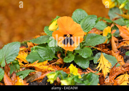 Jardin pansy (Viola x wittrockiana) Banque D'Images