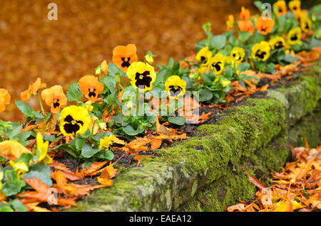 Jardin pansy (Viola x wittrockiana) Banque D'Images