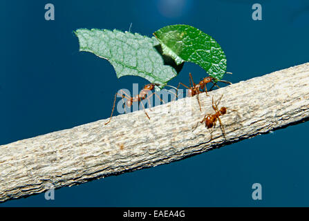 Les fourmis Atta cephalotes osmia lignaria (columbica) transportant des morceaux de feuilles qui ils ont coupé Banque D'Images